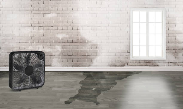 Best Ceiling water damage repair  in Appalachia, VA